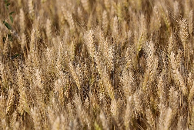 precision agriculture AI drone field monitoring crop analysis computer vision